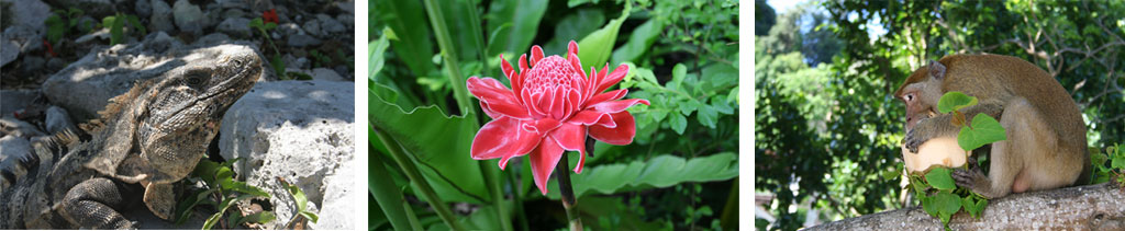 natura-compo.jpg
